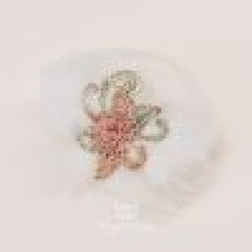 Angel_wings_238_AC--100x100